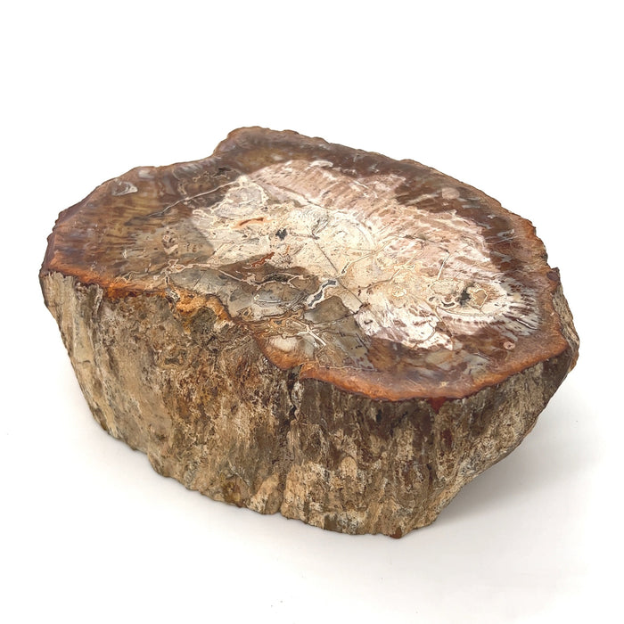 Petrified Wood Specimen - 38.7 oz