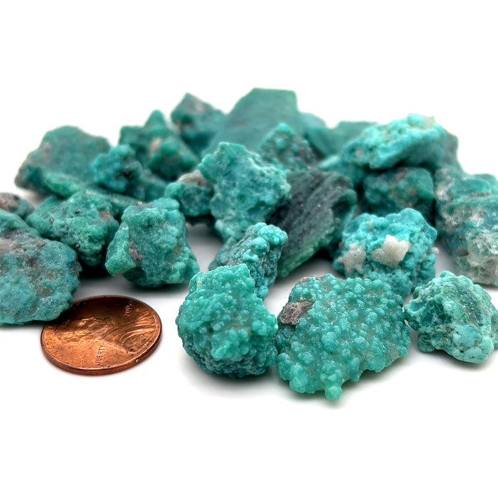 Campo Frio Mexican Turquoise Lot - 1/4LBS